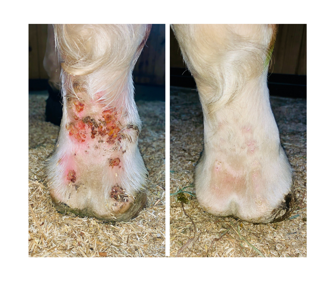 Side-by-side close-up of a horse's hoof and ankle area on straw bedding, showing a before-and-after comparison of hoof inflammation and skin irritation.