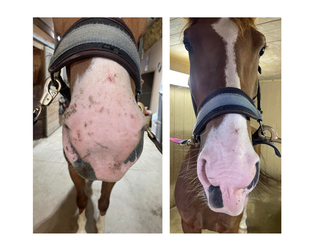 A side-by-side comparison of a horse's face, showing a before-and-after style view of a skin condition on the left and clearer, healthier skin on the right. The horse is wearing a halter in an indoor stable setting.